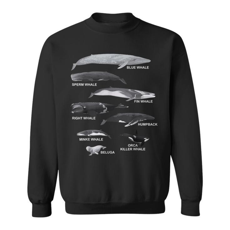 Types Of Whales Educational Long Sleeve T-Shirt T-Shirt | Mazezy