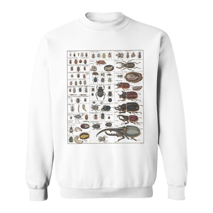 Insects Collection Species Bugs Vintage Chart Entomology  Sweatshirt